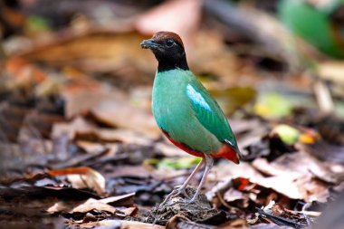 Pitta Bird 'ü kapatın.