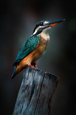 Küçük Kingfisher kuşu