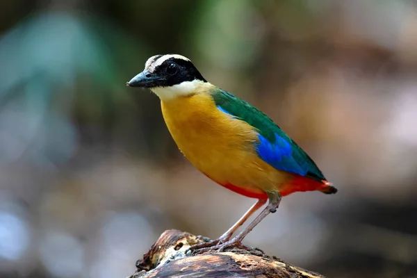 Fechar até Pitta Bird — Fotografia de Stock