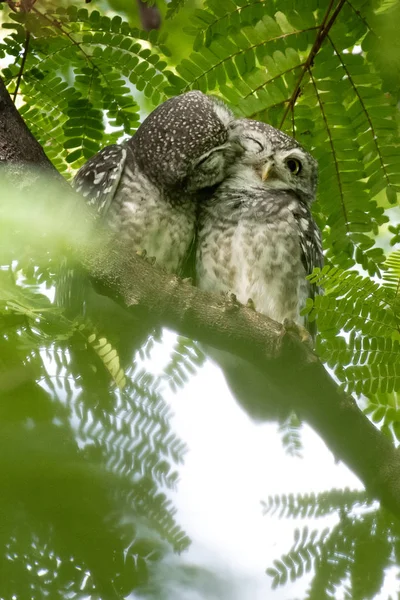 Close-up Gevlekte uil — Stockfoto