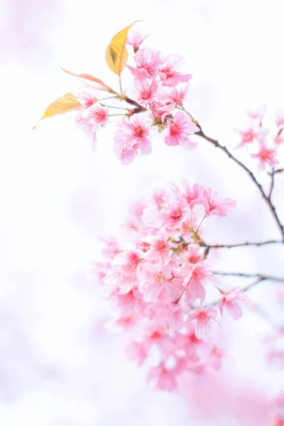 Pembe sakura çiçek — Stok fotoğraf