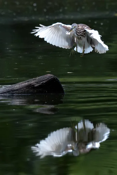 Heron Bird eating fish — Stock Photo, Image