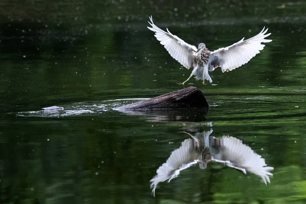 Heron Oiseau mangeant du poisson — Photo