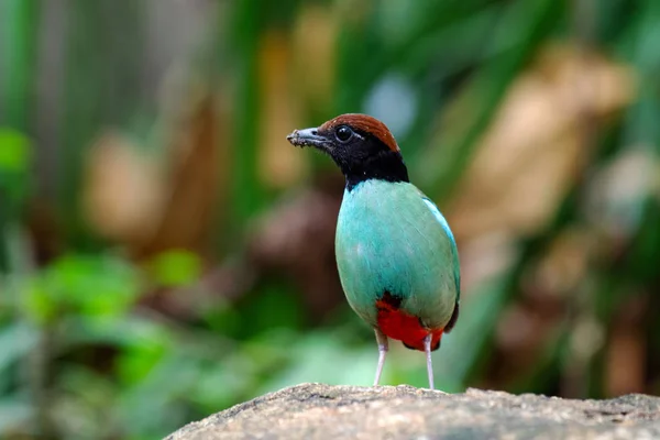 Közeli Pitta Bird — Stock Fotó