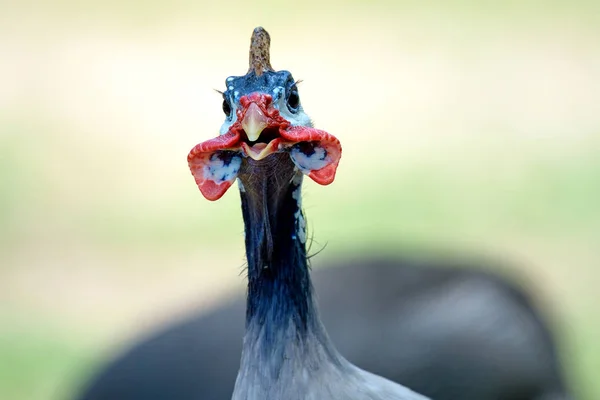 Cabeça de galinha da Guiné — Fotografia de Stock