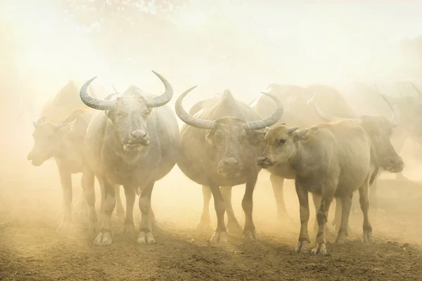 Manada de búfalos na fazenda — Fotografia de Stock