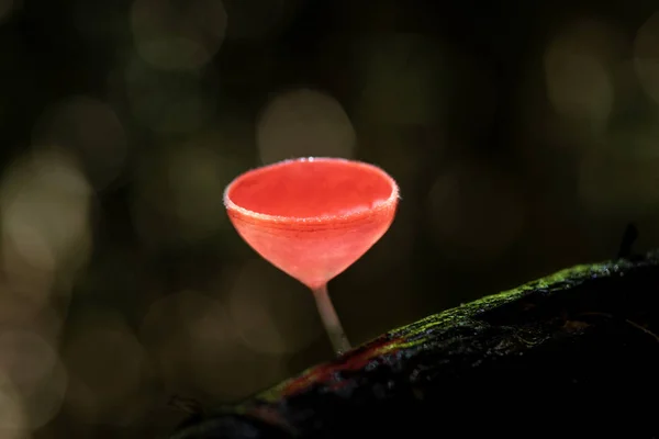 Champagne mushrooms in the tropical forests of Thailand — ストック写真