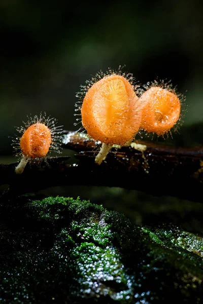 Feathered Mushroom in the Tropical Forest of  Thailand — ストック写真