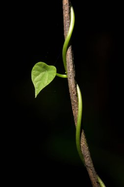 Dala sarılmış kalp şeklinde sarmaşık.