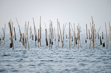 Deniz kabuklu deniz ürünleri yetiştirmek için işlenmiş bambu.