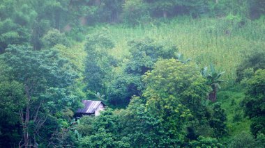 Ormandaki ahşap kulübe