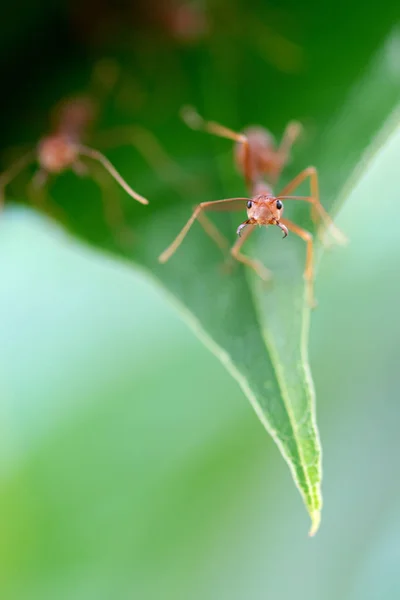 Hormiga roja macro lista para luchar — Foto de Stock