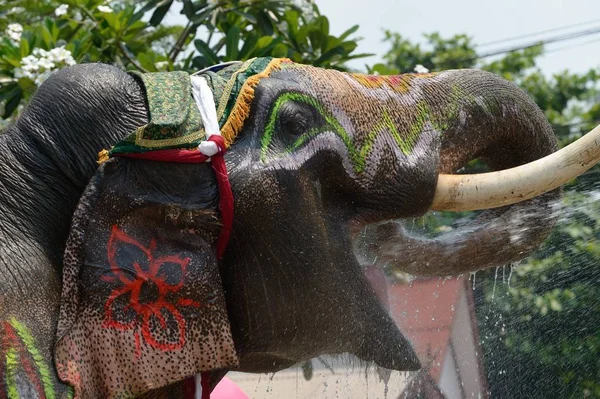 Olifant dress up om te spelen in Songkran water. — Stockfoto
