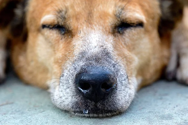 The sleeping dog\'s nose has a runny nose.