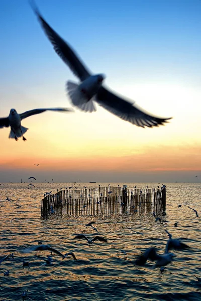Bang Pu denizinde uçan martılar. — Stok fotoğraf