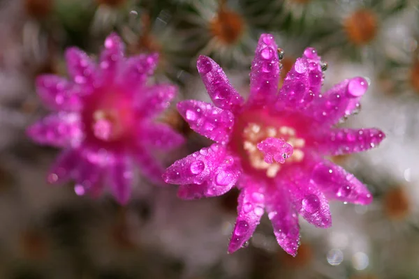 Närbild av kaktus blomma — Stockfoto