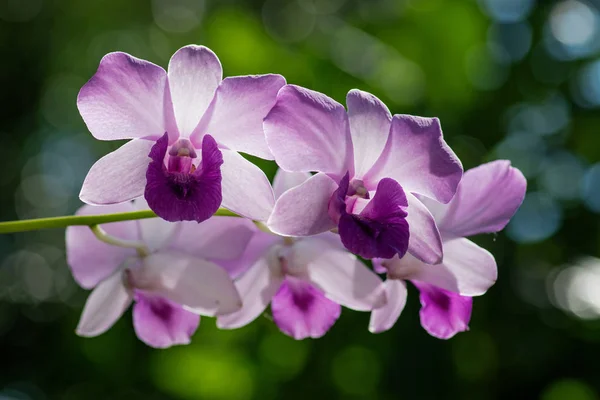 Lila orkidé bland bokeh i parken — Stockfoto