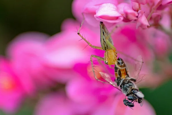 Павук їсть бджолу на рожевій квітці — стокове фото