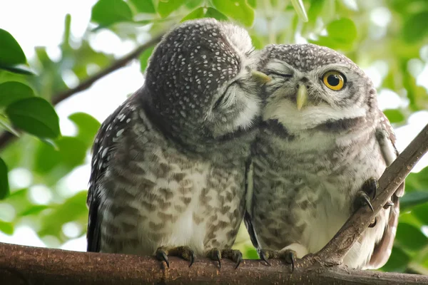 Spot owl  smelling each other on a branch — 스톡 사진