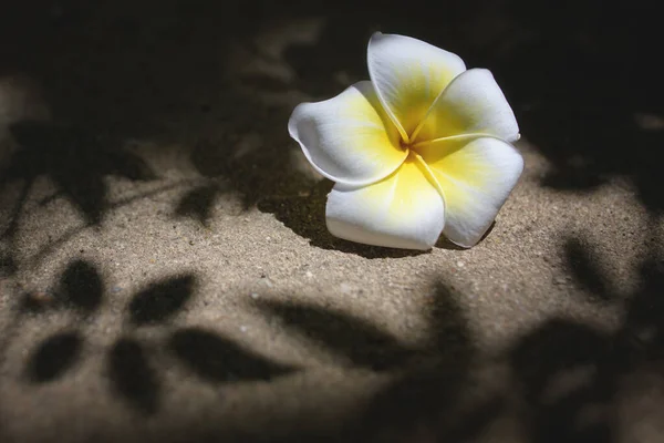 Plumeria Kwiaty Spadają Ziemię Cieniem Liści — Zdjęcie stockowe