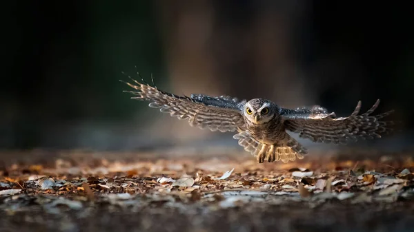 Die Vögel Fliegen Der Natur Bodennähe — Stockfoto