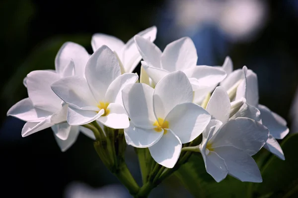 Fehér Virágok Egy Fekete Háttér Parkban — Stock Fotó