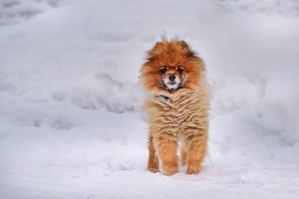 Померанський Собака Стоїть Снігу Від Япана — стокове фото