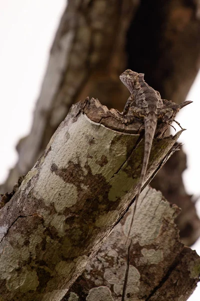 Chiudere Lucertole Brune Nascondono Alberi Marroni — Foto Stock