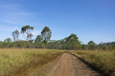 Thung Salaeng Luang ormanında yollar ve çam ağaçları