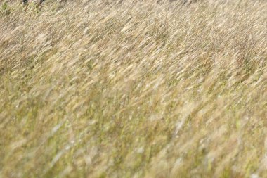 Altın çayır Thung Salaeng Luang ormanında