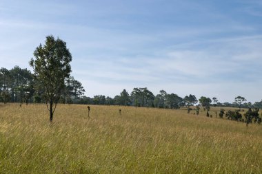 Thung Salaeng Luang ormanında yollar ve çam ağaçları