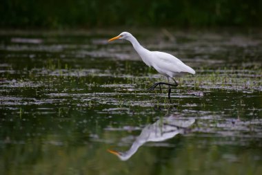 Suda yiyecek arayan beyaz balıkçıl.