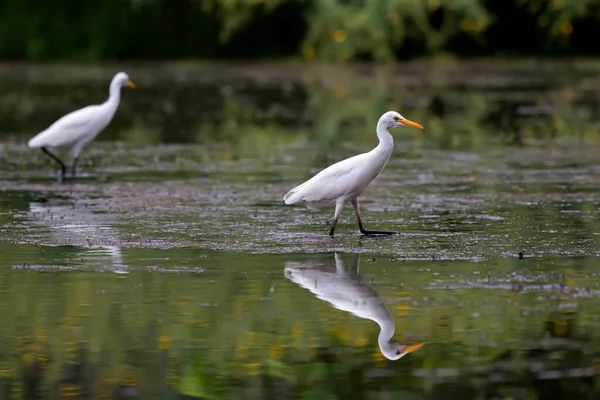 Λευκό Egret Ψάχνετε Για Τροφή Στο Νερό — Φωτογραφία Αρχείου
