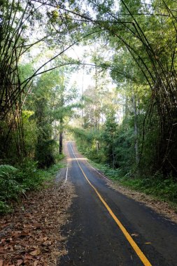 Thung Salaeng Luang ormanında yollar ve çam ağaçları
