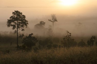 Thung Salaeng Luang ormanında yollar ve çam ağaçları