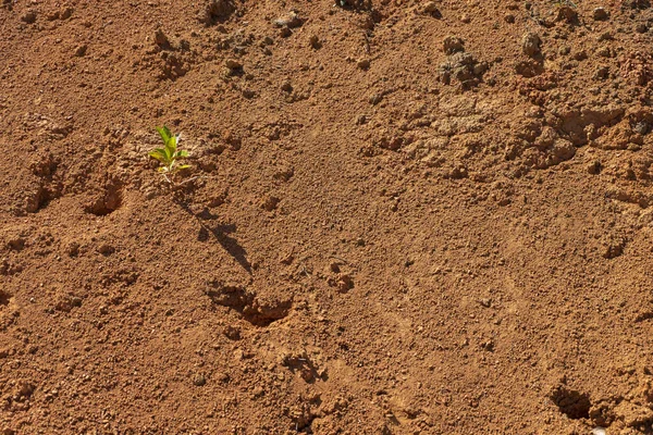 干旱土壤中的小树 — 图库照片