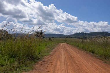 Thung Salaeng Luang ormanında yollar ve çam ağaçları