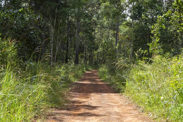 Thung Salaengルアンパバーン森林に道路と松の木 — ストック写真