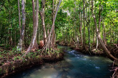 Khlong Song Nam 'daki Mangrove Ormanı Pom Krabi Eyaleti.