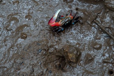 FIDDler CRAB Mangrove ormanının çamurunda.