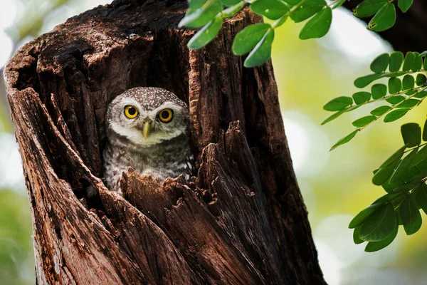 The bird spots the owl in a tree hole.
