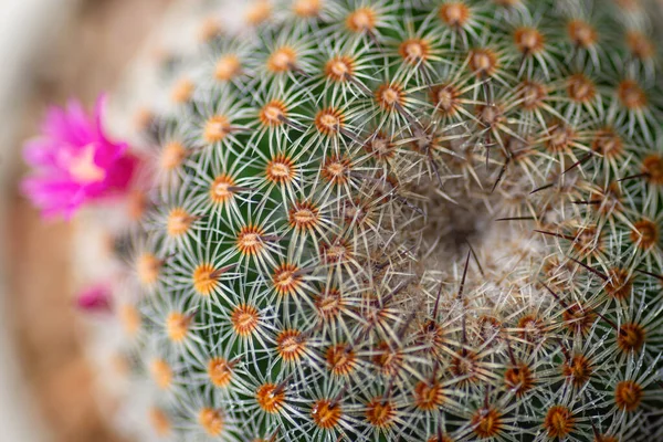 Zbliżenie Lub Makro Różowy Kwiat Kaktusa — Zdjęcie stockowe