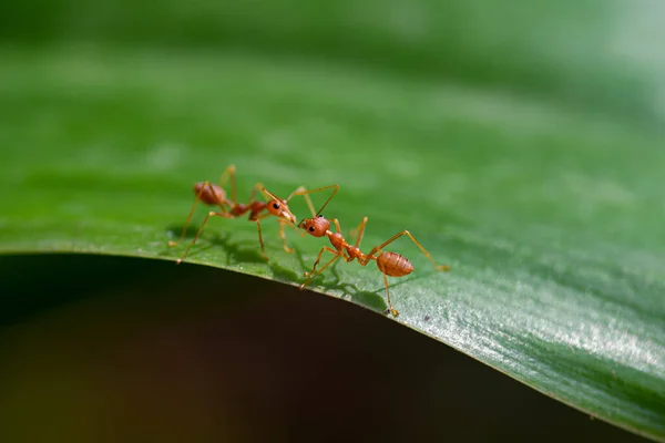 Deux Fourmis Rouges Sur Une Feuille Verte — Photo