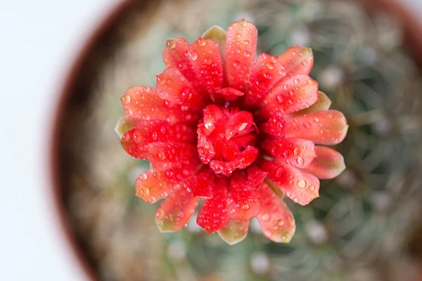 Piros Kaktuszvirág Vízcsepp — Stock Fotó