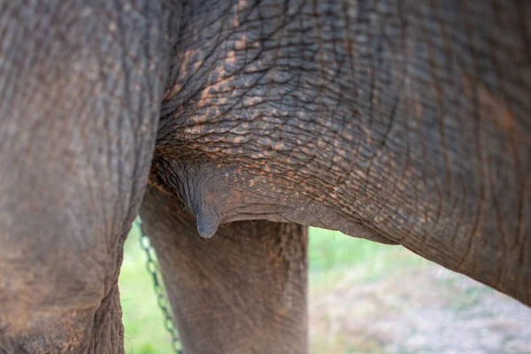 Close Macro Asiático Pele Elefante Tailândia — Fotografia de Stock