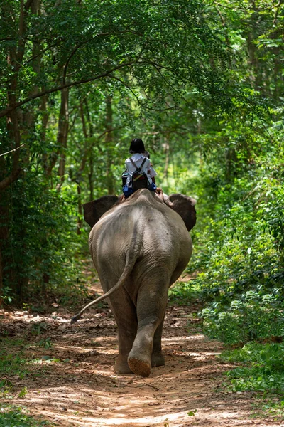 Estudantes Indo Para Escola Com Grande Elefante — Fotografia de Stock
