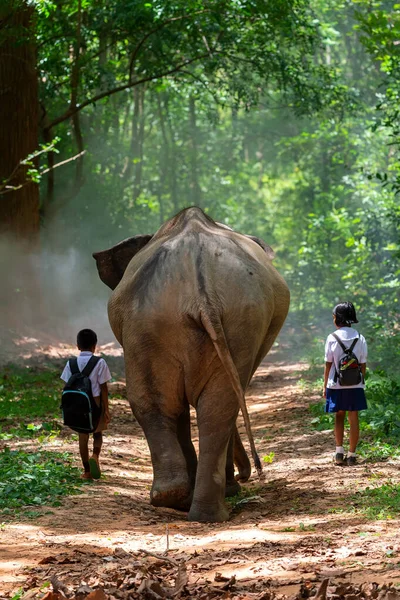 Students Going School Big Elephant — Stock Photo, Image