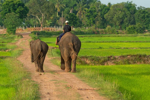 Elephants People Raising Fields — Stock Photo, Image