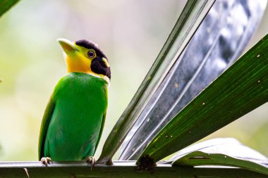 Tayland 'ın doğası gereği uzun kuyruklu Broadbill' i kapatın.