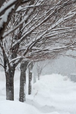 Yoğun bir kar gününde yapraksız ağaç.